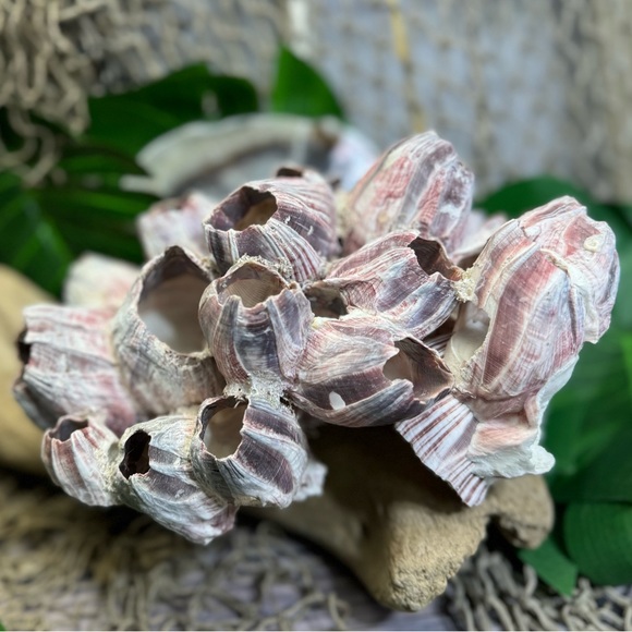 VTG  NATURAL Barnacles Cluster BEACH OCEAN AQUARIUM COASTAL SHELL NAUTICAL DECOR - Picture 7 of 17